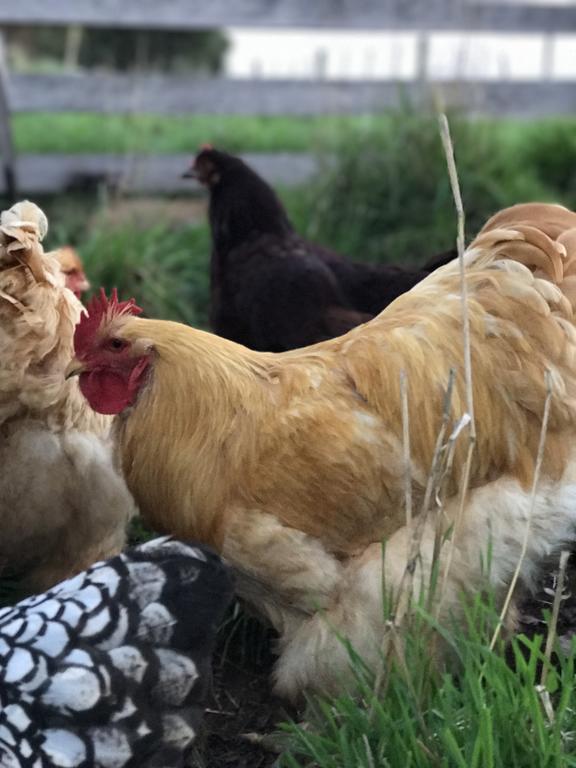 Robin Hoods Well Farm Stay Sassafras Εξωτερικό φωτογραφία